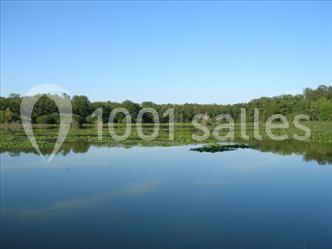 Trois cerfs dans une clairière, deux broutant l'herbe et un levant la tête près d'une forêt dense.