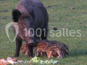 Trois cerfs dans une clairière, deux broutant l'herbe et un levant la tête près d'une forêt dense.