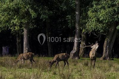 Trois cerfs dans une clairière, deux broutant l'herbe et un levant la tête près d'une forêt dense.
