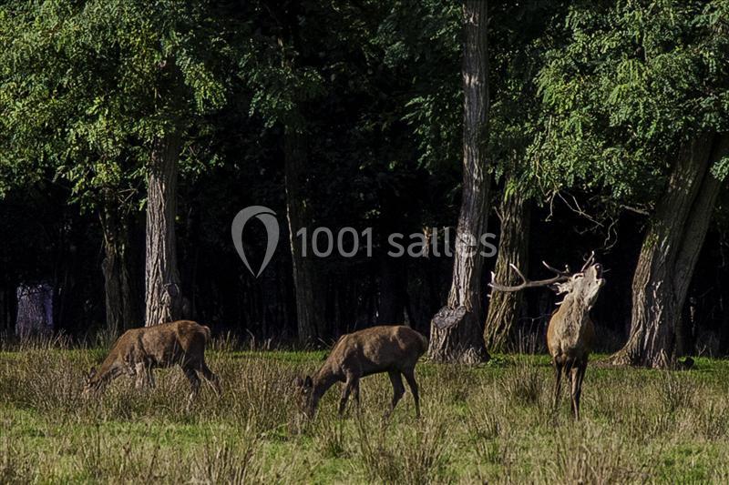 Trois cerfs dans une clairière, deux broutant l'herbe et un levant la tête près d'une forêt dense.