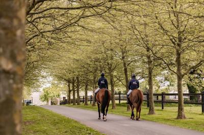 Cheval brun avec une marque blanche sur le front broutant de l'herbe dans un champ verdoyant.