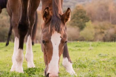 Cheval brun avec une marque blanche sur le front broutant de l'herbe dans un champ verdoyant.