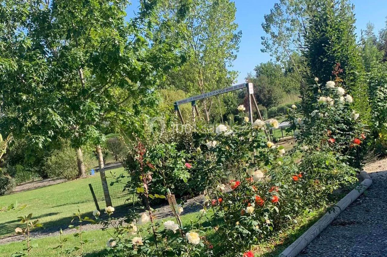 Massif de rosiers en fleurs bordant une allée gravillonnée dans un jardin verdoyant par temps ensoleillé.
