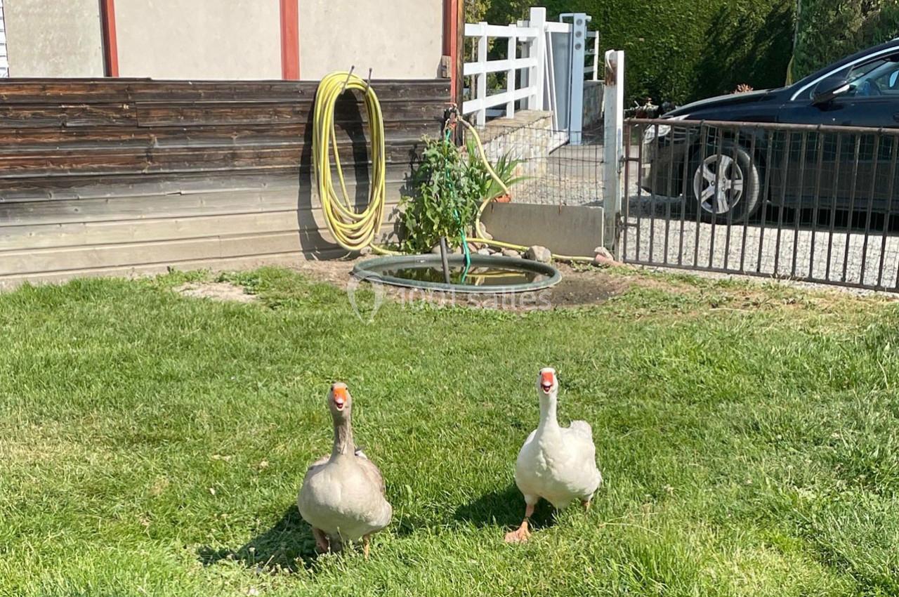 Deux oies marchant sur une pelouse devant une maison avec un tuyau d'arrosage et un petit bassin en arrière-plan.