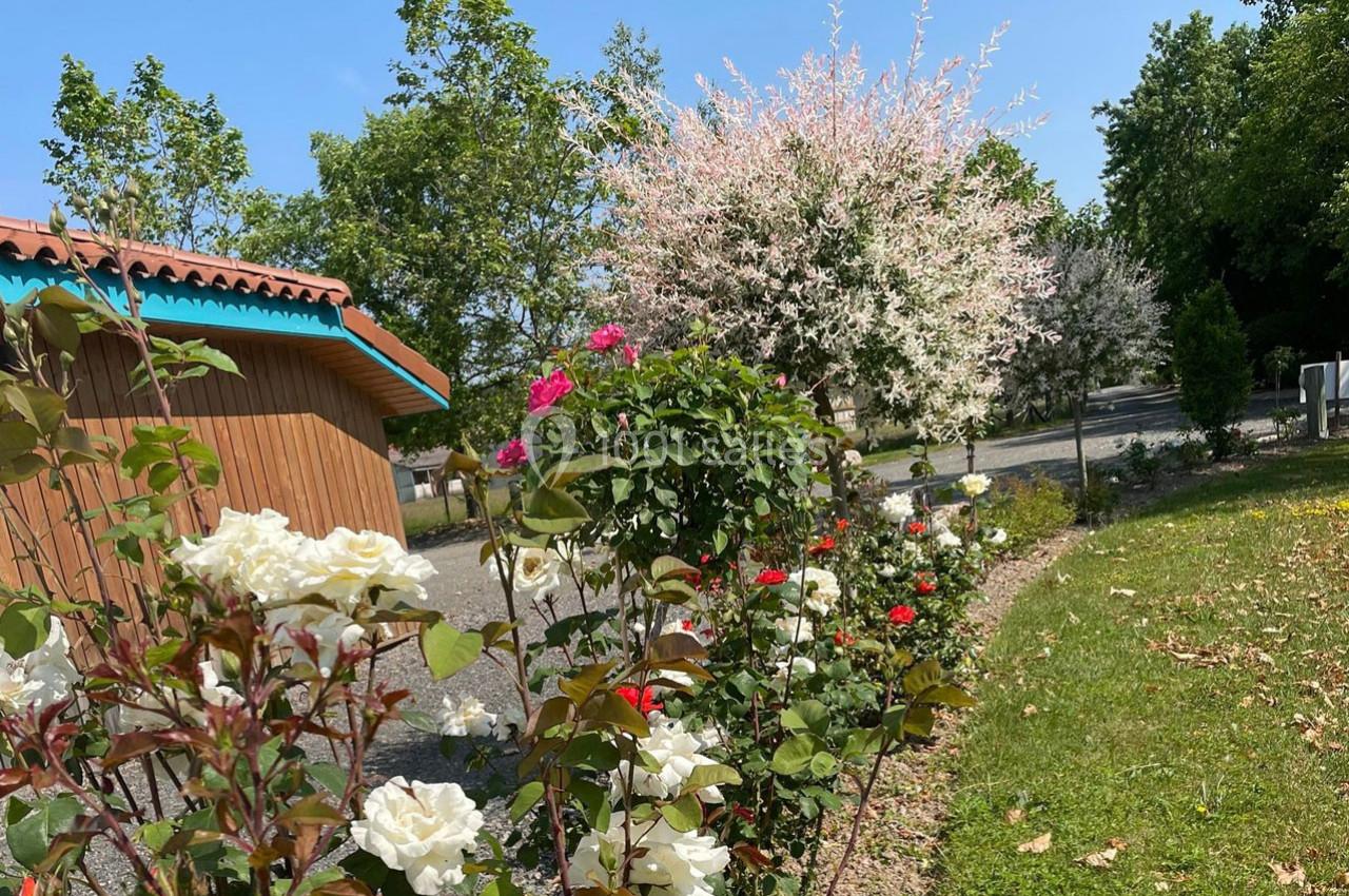 Massif de fleurs composé de roses blanches et rouges, bordant une allée près d'un bâtiment en bois et d'arbres.