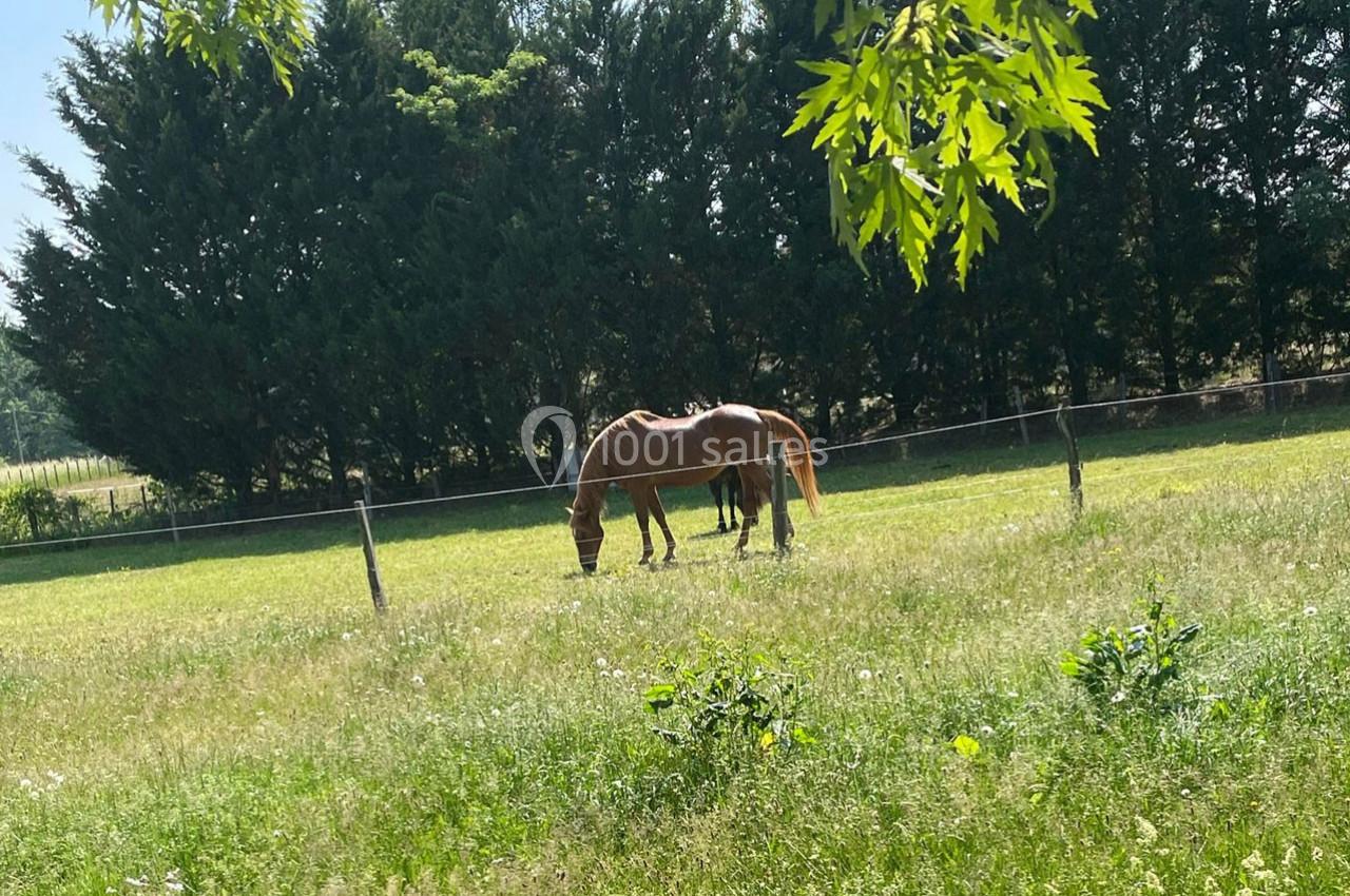 Deux chevaux broutent de l'herbe dans un pré verdoyant, entouré d'arbres et délimité par une clôture.