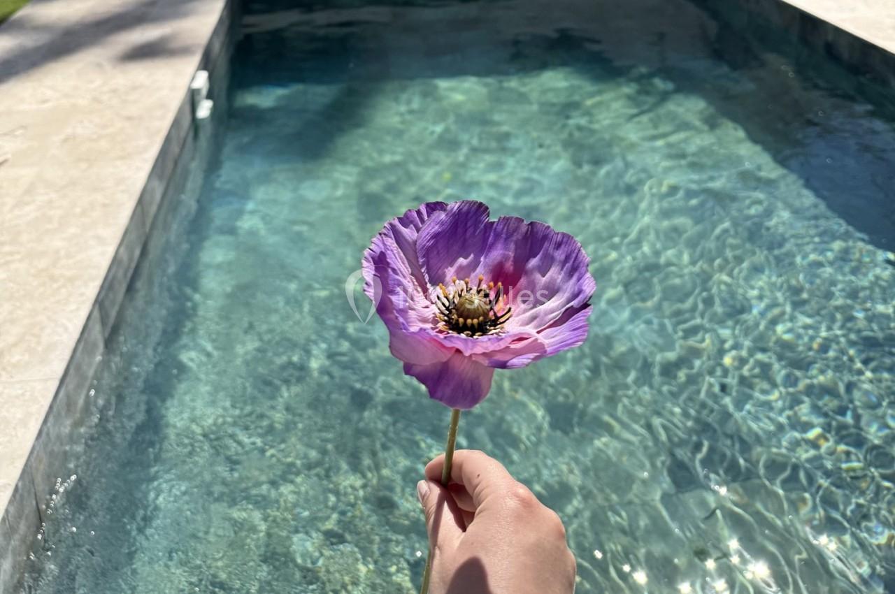 Une main tient une fleur violette devant une piscine aux eaux claires sous un ciel ensoleillé.