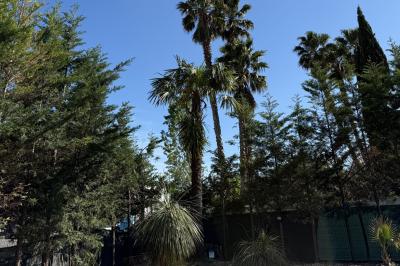 Table dressée avec vaisselle et fleurs bleues près d'une piscine entourée de dalles claires et de végétation.