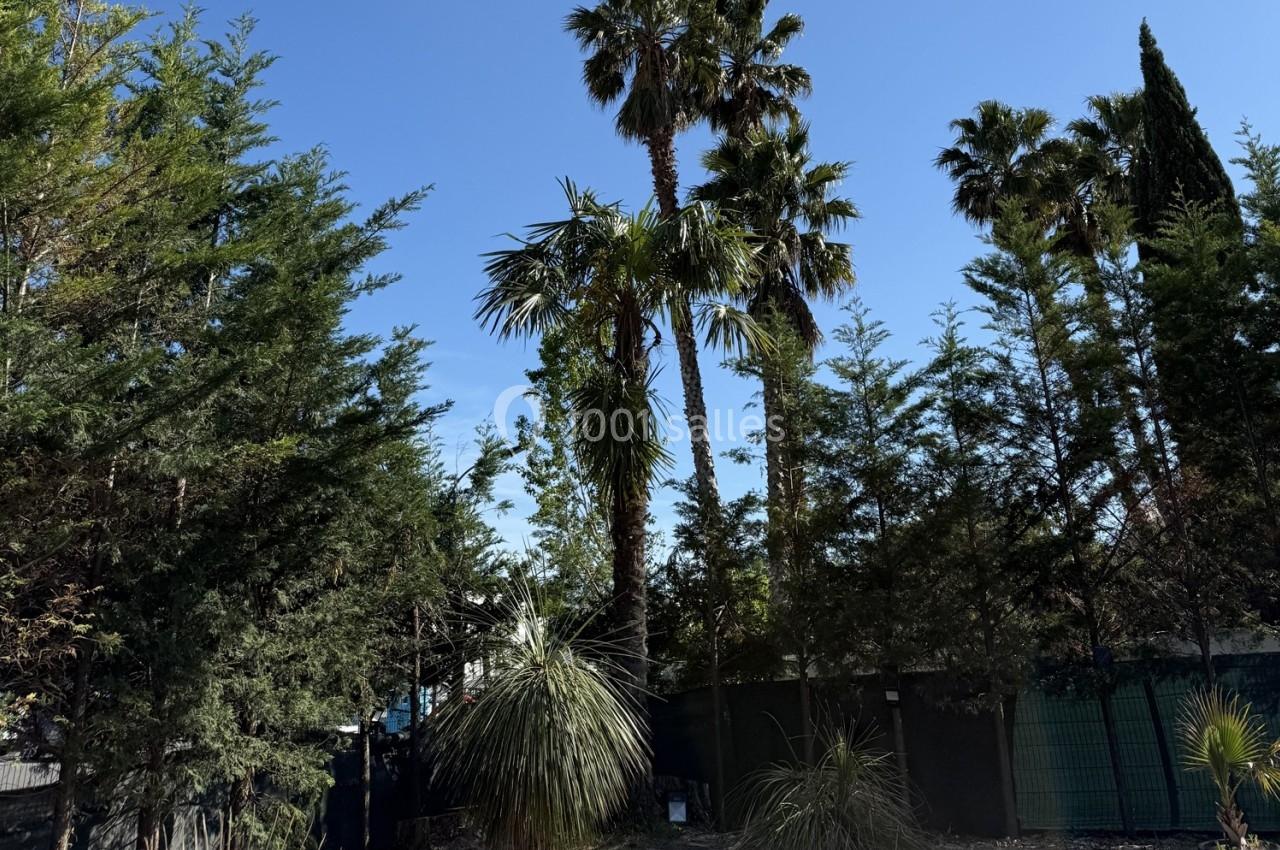 Des palmiers et des conifères sous un ciel bleu, entourés d'une clôture en arrière-plan.