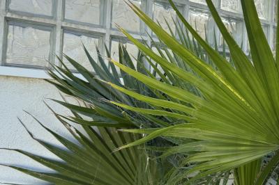 Table dressée avec vaisselle et fleurs bleues près d'une piscine entourée de dalles claires et de végétation.