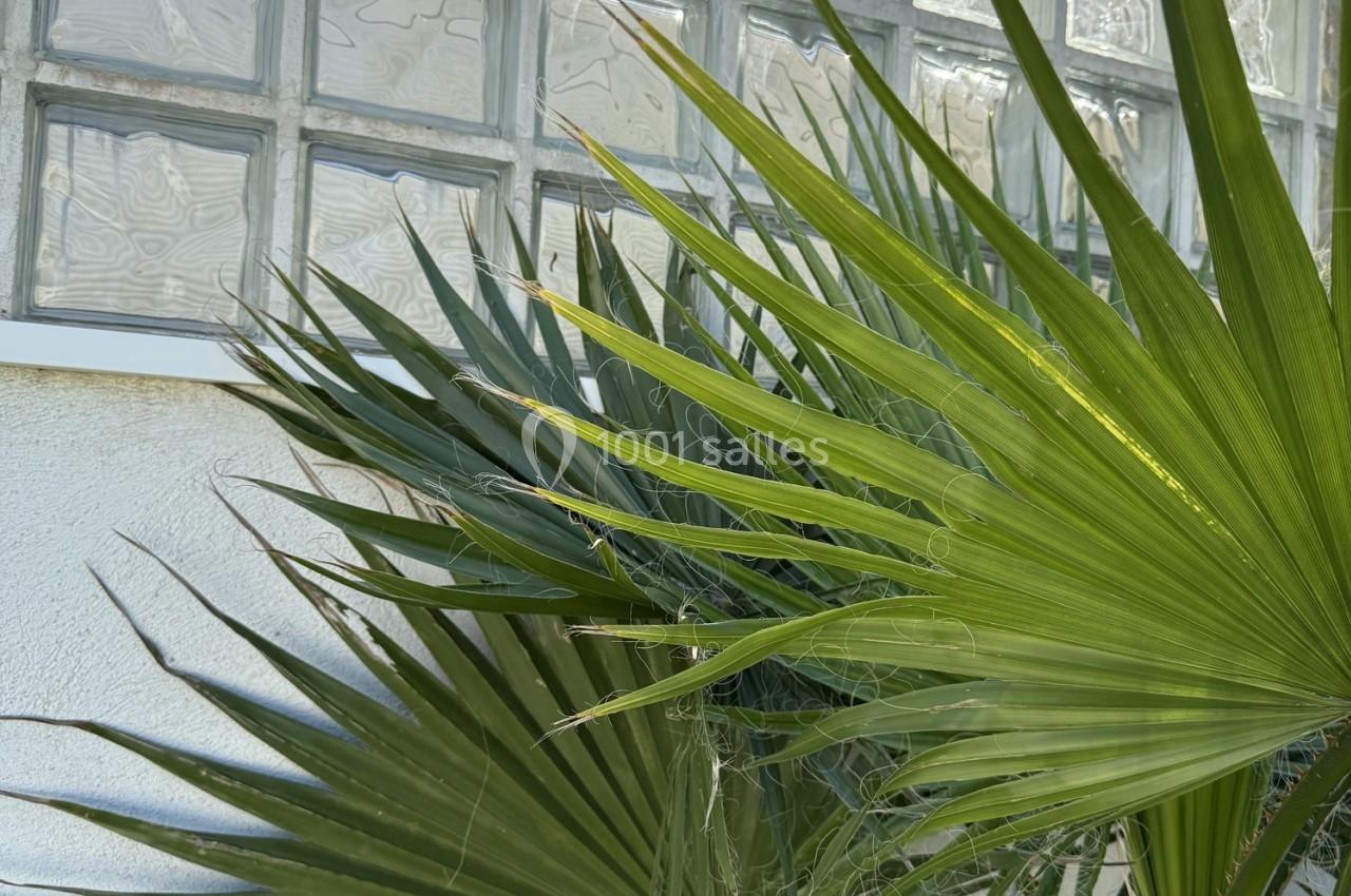 Feuilles de palmier vertes devant une fenêtre en pavés de verre, éclairées par la lumière naturelle.