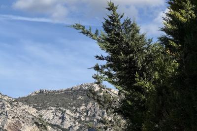 Table dressée avec vaisselle et fleurs bleues près d'une piscine entourée de dalles claires et de végétation.