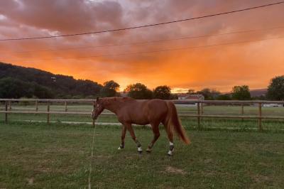 Décoration de table de mariage en extérieur avec chandeliers en verre, fleurs blanches et chaises alignées sur une pelouse.