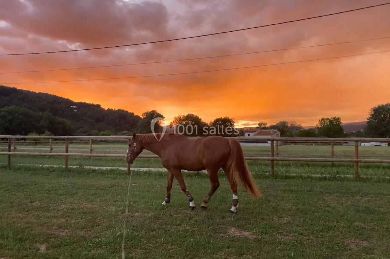 Cheval brun marchant dans un pré clôturé au coucher du soleil, avec un ciel orange et des collines en arrière-plan.
