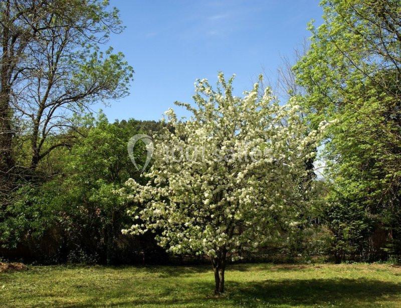 Arbre en fleurs blanches au centre d'un jardin verdoyant sous un ciel bleu clair.