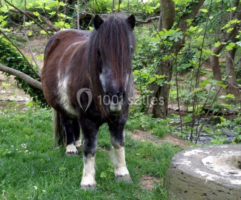 Un poney brun avec une longue crinière se tient sur une pelouse verte près d'arbres et d'un ruisseau.