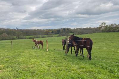 Vase de pivoines roses sur une table en bois, entouré de livres, chandeliers et fauteuils dans un salon élégant.