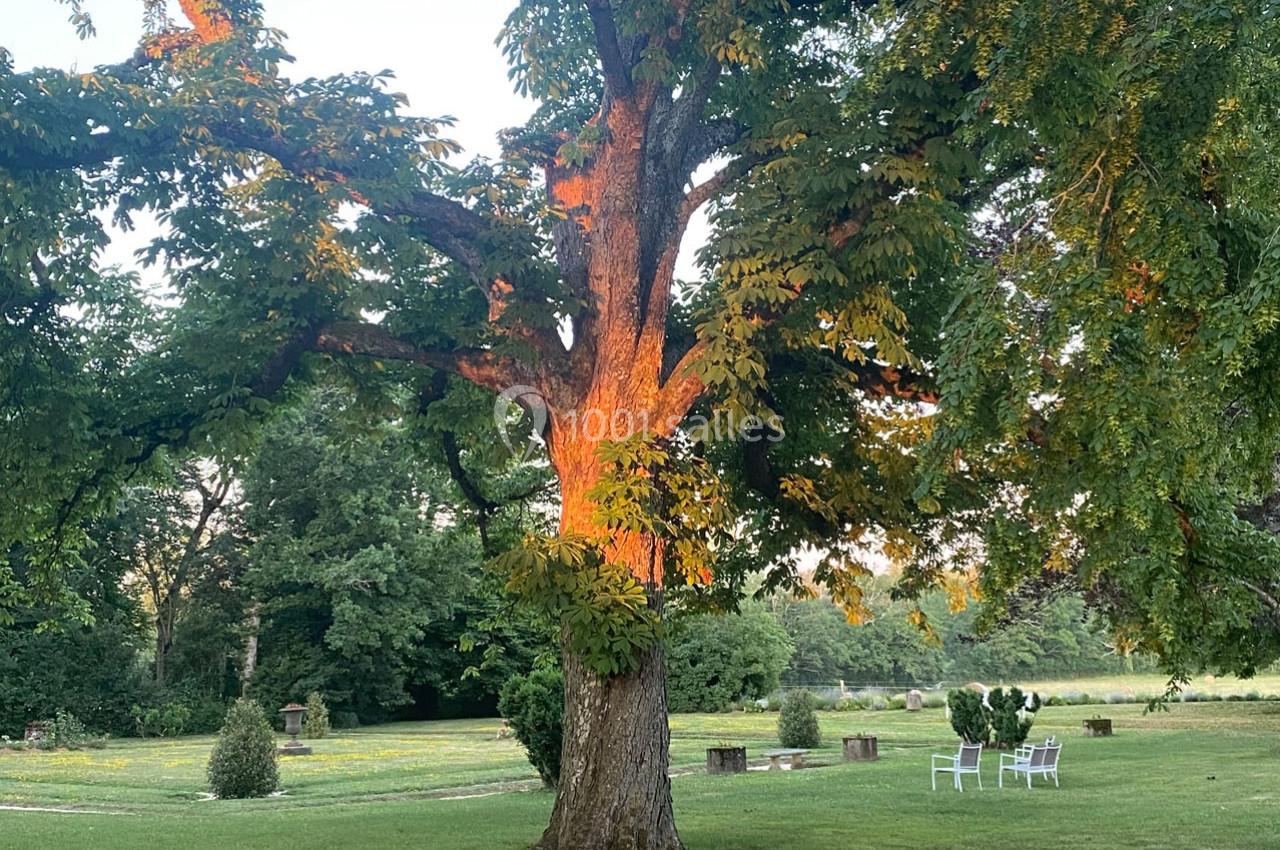 Un grand arbre éclairé par la lumière du soleil couchant dans un jardin avec des chaises blanches en arrière-plan.