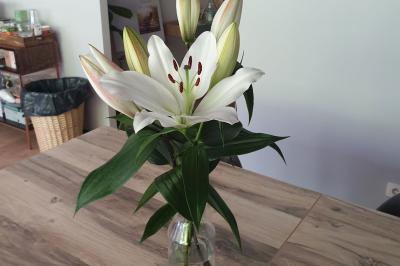 Location salle Tourcoing (Nord) - Evolae Working Home #18