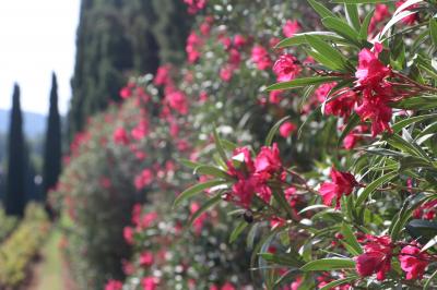 Olivier devant le toit de l'ancien pigeonnier 