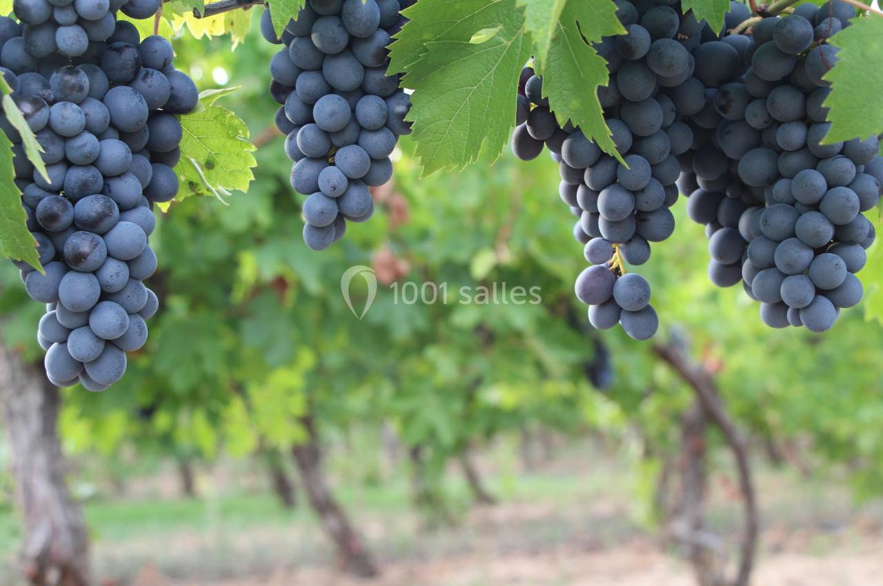 Grappes de raisins du vignobles du Château