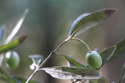 Olivier devant le toit de l'ancien pigeonnier 