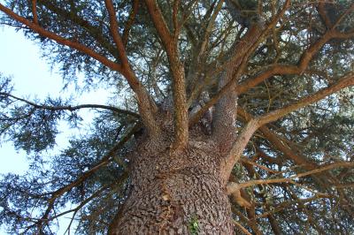 Location salle Cornillon (Gard) - Château de l’Olivete #25
