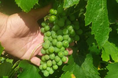 Location salle Cornillon (Gard) - Château de l’Olivete #25