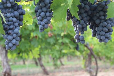 Location salle Cornillon (Gard) - Château de l’Olivete #25