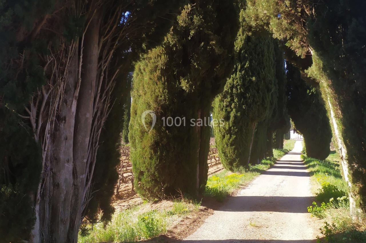 Allée de cyprès du Château