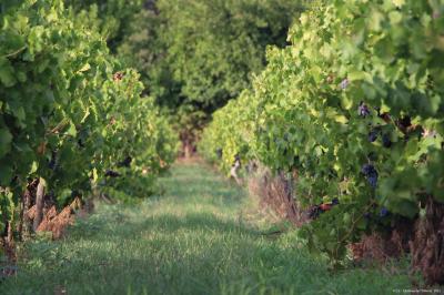 Location salle Cornillon (Gard) - Château de l’Olivete #25