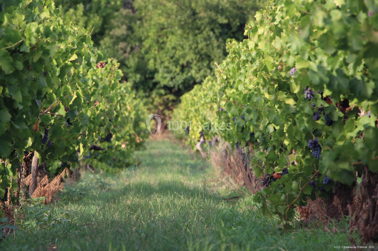 Vignoble du Château de l'olivète