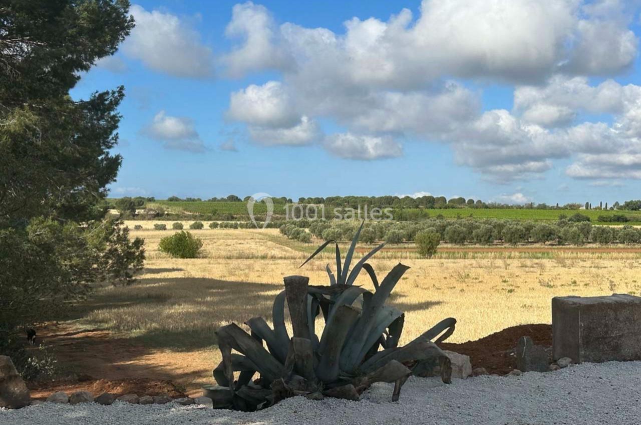 Paysage rural avec un champ doré, des arbres en arrière-plan et une plante d'agave au premier plan.