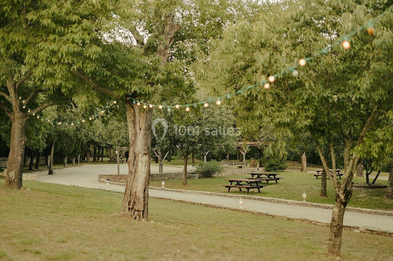 Allée bordée d'arbres avec guirlandes lumineuses suspendues, tables de pique-nique et pelouse environnante.