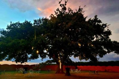 Un grand arbre illuminé par des guirlandes lumineuses dans un jardin avec des tables et chaises en soirée.