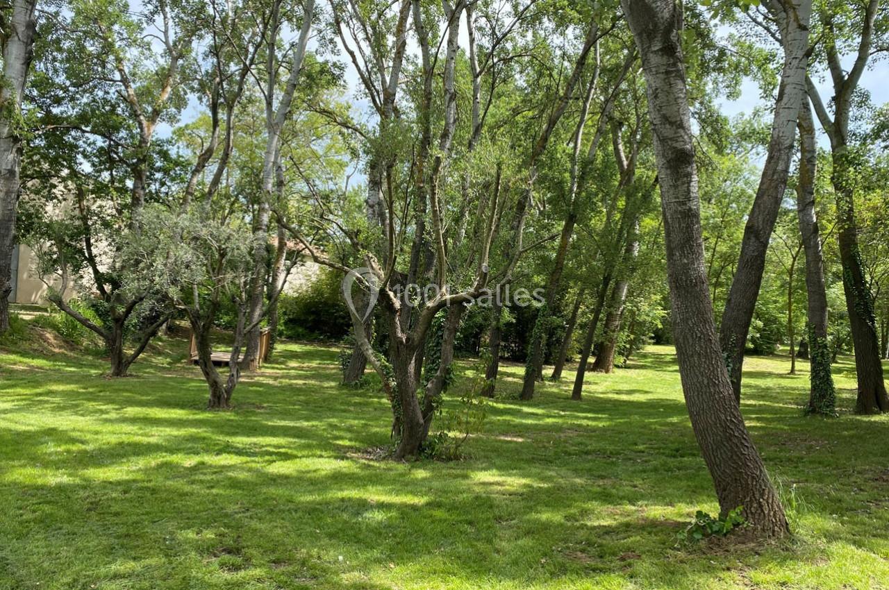 Arbres aux troncs inclinés dans un parc verdoyant, avec une pelouse bien entretenue et un ciel partiellement dégagé.