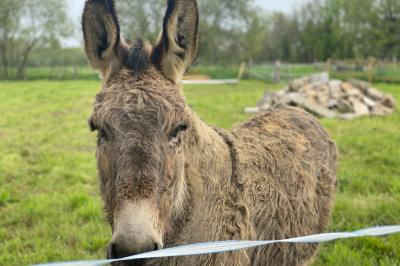 Échelle en bois décorée de bouteilles en verre marron, fleurs séchées et cadre sur fond de mur en pierre.