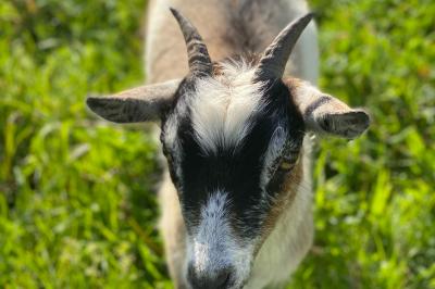 Échelle en bois décorée de bouteilles en verre marron, fleurs séchées et cadre sur fond de mur en pierre.
