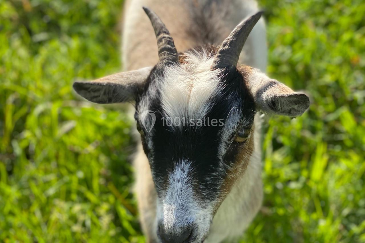Chèvre brune et blanche avec de petites cornes, debout sur une pelouse verte ensoleillée.