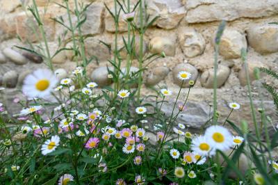 Location salle Dompierre-sur-Veyle (Ain) - Domaine de la Flandrine #27