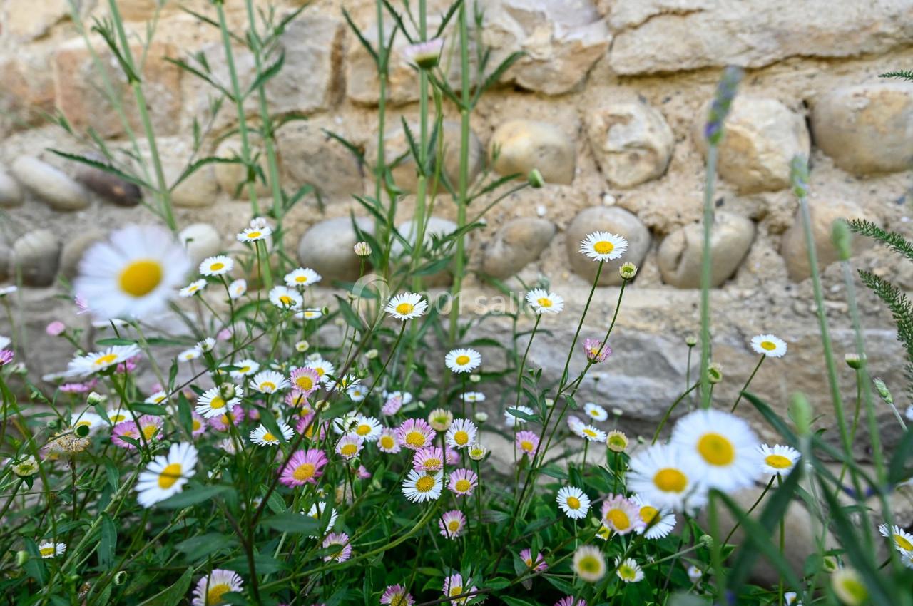 Location salle Dompierre-sur-Veyle (Ain) - Domaine de la Flandrine #12