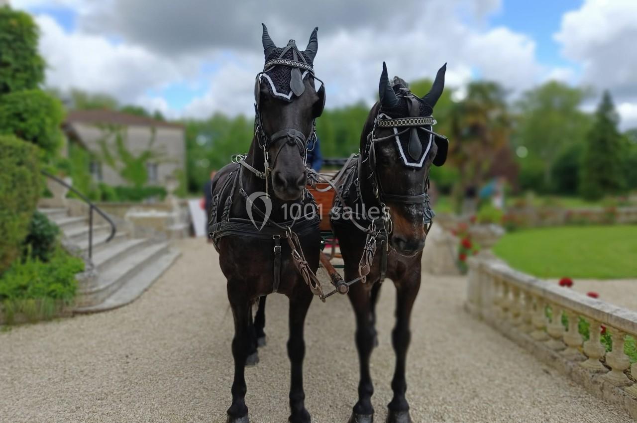 Deux chevaux noirs attelés à une calèche, debout sur une allée gravillonnée dans un jardin verdoyant.