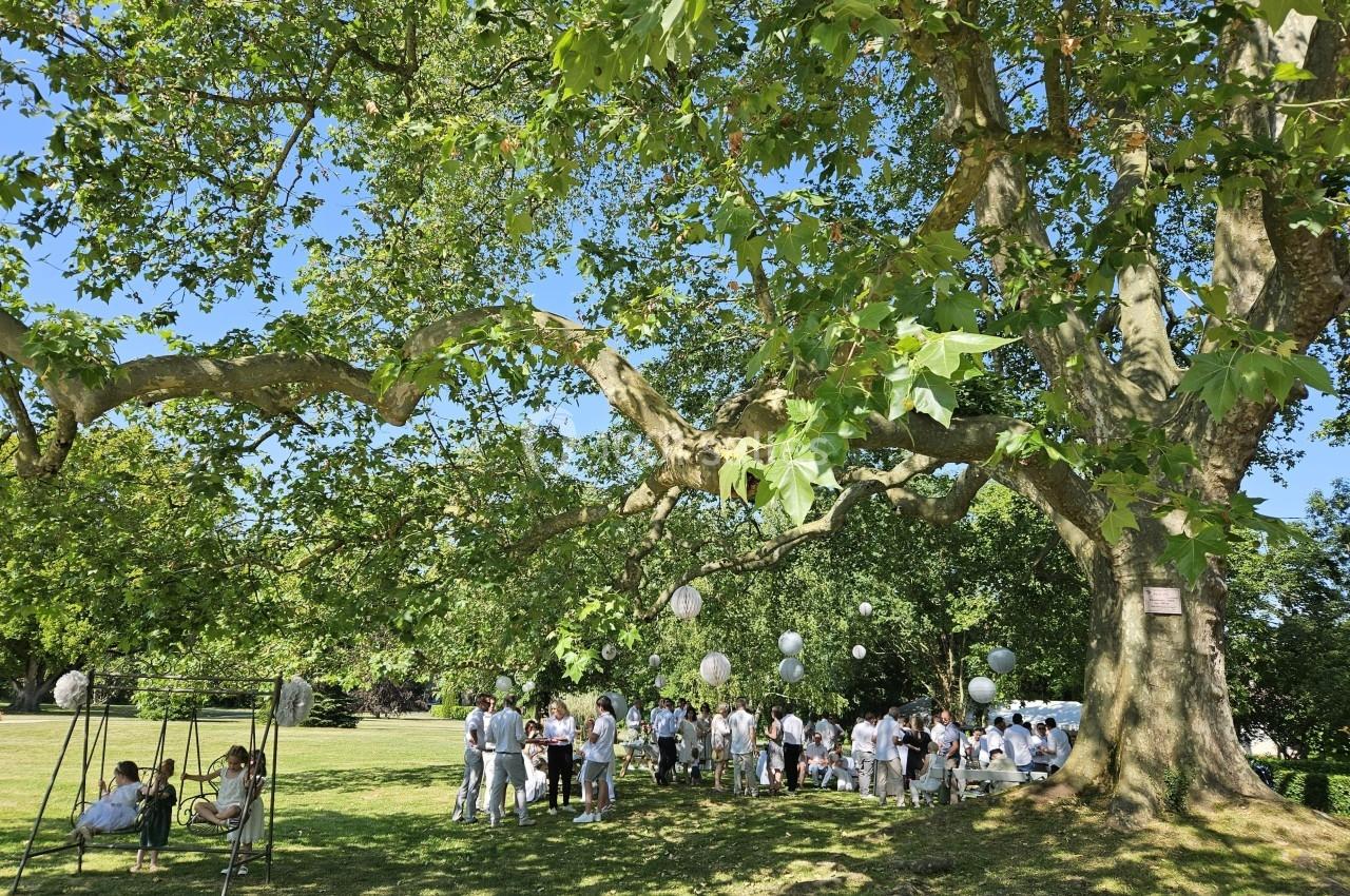 Groupe de personnes rassemblées sous un grand arbre dans un parc, avec des lanternes suspendues aux branches.