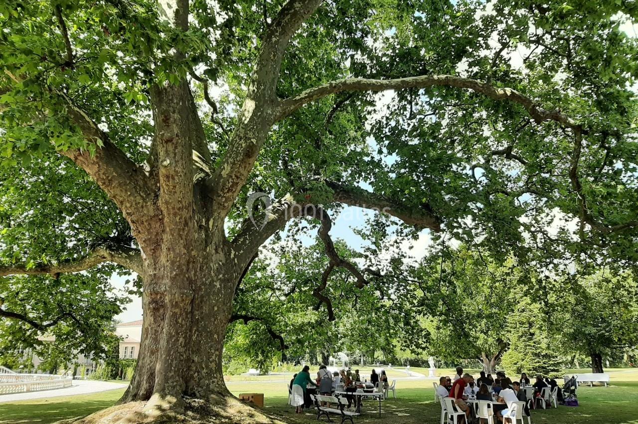 Un grand arbre ombrageant un groupe de personnes assises à des tables dans un parc verdoyant.