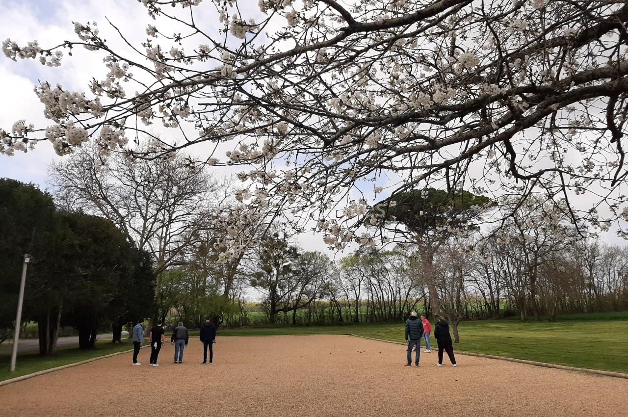 Personnes jouant à la pétanque sur un terrain en gravier, entouré d'arbres et de pelouses sous des branches fleuries.