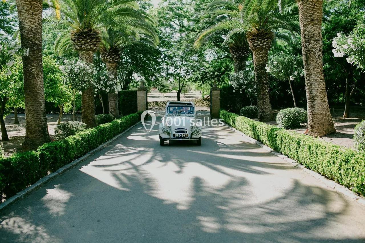 Voiture ancienne blanche roulant sur une allée bordée de palmiers et de haies dans un jardin verdoyant.