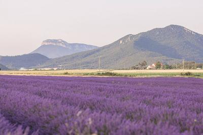 Dessert composé de fraises fraîches, sorbet, crème chantilly et petites feuilles de basilic dans une assiette blanche.