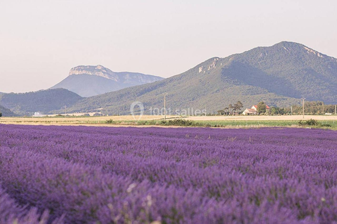 Champ de lavande en fleurs au premier plan, avec des montagnes verdoyantes et un ciel clair en arrière-plan.