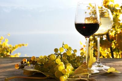 Logo avec le texte ’Secrets de Vignobles’ en blanc, décoré de feuilles de vigne, sur fond noir.