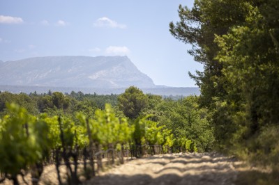Vignes verdoyantes bordées d'arbres avec une montagne en arrière-plan sous un ciel dégagé.